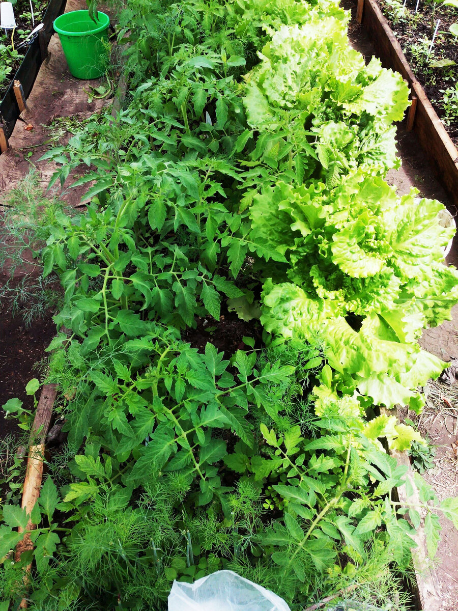 Томаты, средняя гряда. Кроме томатов растет укроп, салат Майский. 01.06.20