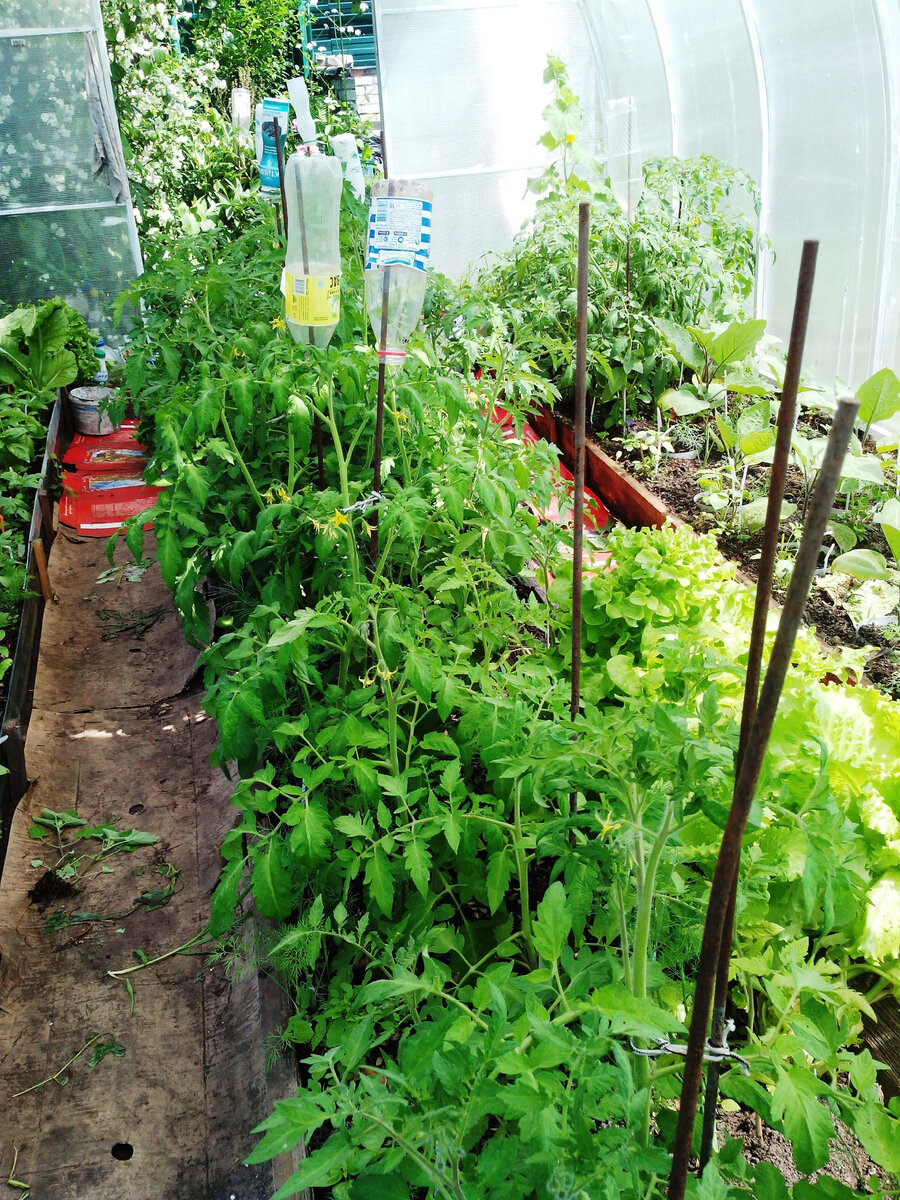 Томаты в средней гряде. 11.06.20.  Справа - гряда баклажан, в углу - по веревочке вьется огурец, а рядом два куста скороспелых томатов.