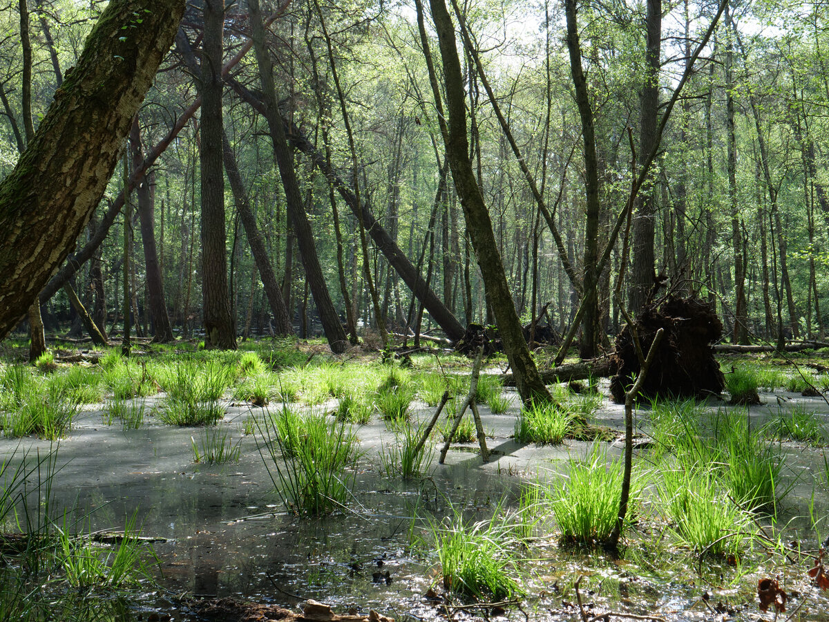 https://upload.wikimedia.org/wikipedia/commons/4/48/Swamp_next_to_the_Teufelsbruch_swamp_in_spring_5.jpg