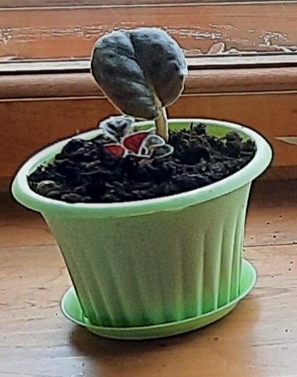 Лист посаженный в очень большой горшок.