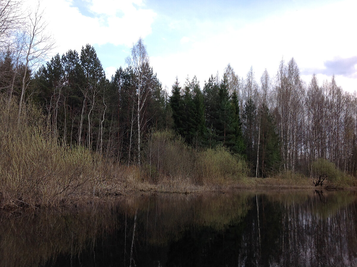 Сосны на берегу