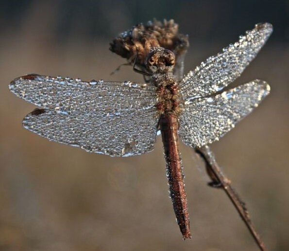 Стрекоза в капельках росы