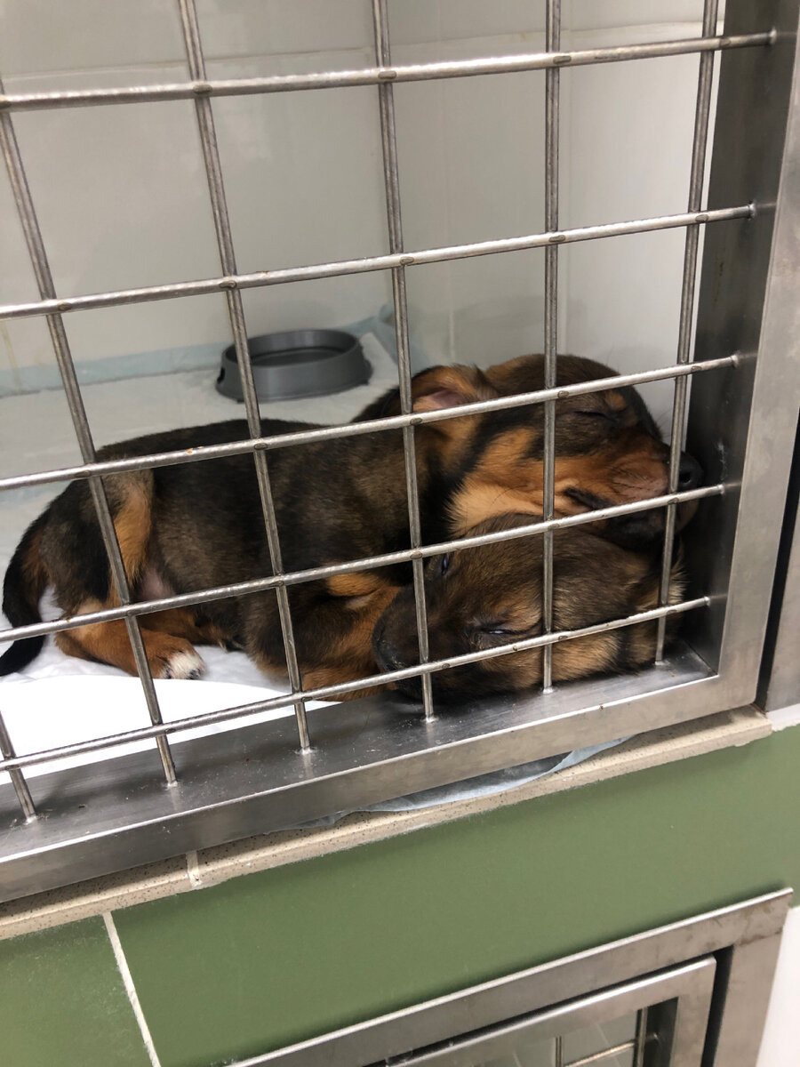 Щенята в стационаре клиники. 