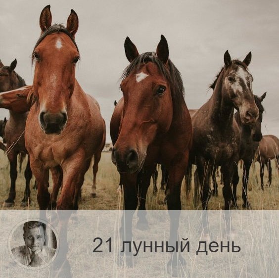 Подписывайтесь на наш канал, друзья!
21-ый лунный день с 02:08 2-ого по 02:49 3-ого. 🔆 Время, когда храбрость и активность приносит удачу.
🐎 Символ – конь, табун лошадей.
🎂 Люди, рождённые в этот лунный день, являются рыцарями и защитниками справедливости. Однако те, которые не растут духовно, могут стать подлецами и идти к цели по головам.
💍 Камни - циркон, авантюрин.
🌞 Продолжается процесс преображения внутренней структуры человека, и мы получаем энергию очень большого движения, становясь деятельными, активными и необычайно храбрыми. Сегодня можно решиться на то, чего мы раньше боялись. Все предпринятое будет иметь успех. Это время рекордов и подвигов, самых смелых шагов. Однако имеется одно важное условие: во всём, даже в мелочах, надо быть честным и справедливым.
Поскольку сегодня день движение, можно переходить на другую работу и начинать путешествия. Благоприятно осуществлять дела, связанные с долгом и ответственностью, брать кредиты.
✅ Рекомендуемые практики: энергии стихий.
Благоприятно в этот день взаимодействовать со стихиями: ходите по земле, не прячьтесь от ветра, купайтесь.
❌Запрещено: уединение.
Не рекомендуется уединяться оставаться в одиночестве, полученную сегодня энергию необходимо реализовать в коллективе.
⭕️Уязвимые органы: кровь.
С этим днём связаны печень и кроветворная функция организма, если человек не работает над собой, не меняется внутреннее, это ведёт к нарушению работы печени, гепатитам и нарушению формулы крови.
💤 Сны не имеют важного значения.

—————
🔭 Заказать прогноз о будущем 👉 numeromagic.ru/uslugi
👩‍👧‍👧 Посмотреть / Оставить отзыв 👉 numeromagic.ru/reviews