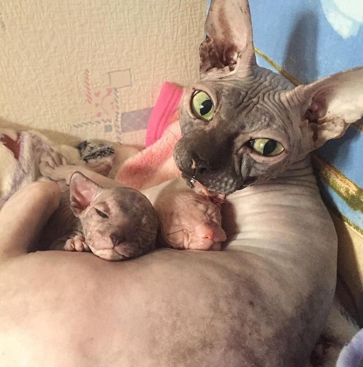 Наша кошка с котятами