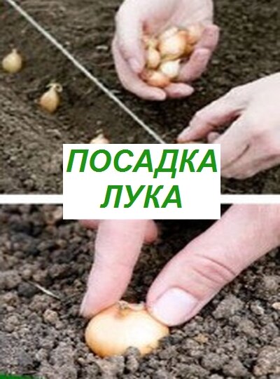 как посадить правильно лук
