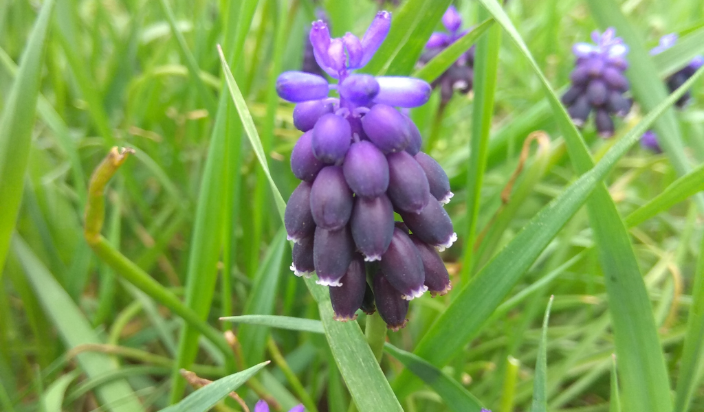 Фото: Мускари.