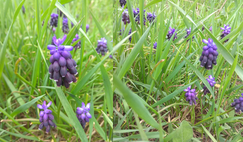 Фото: Мускари.