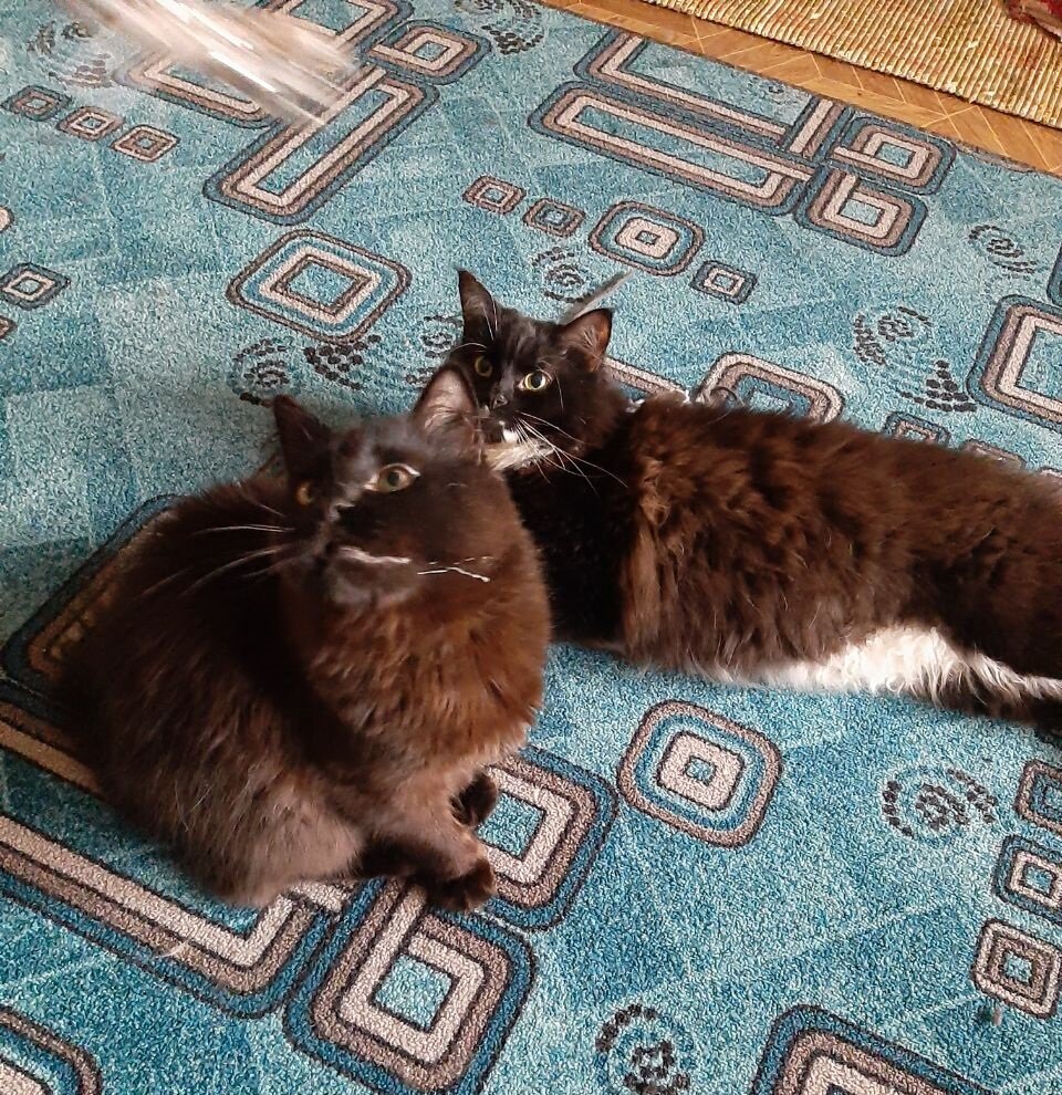 Наши коты, Ветер и Вечер