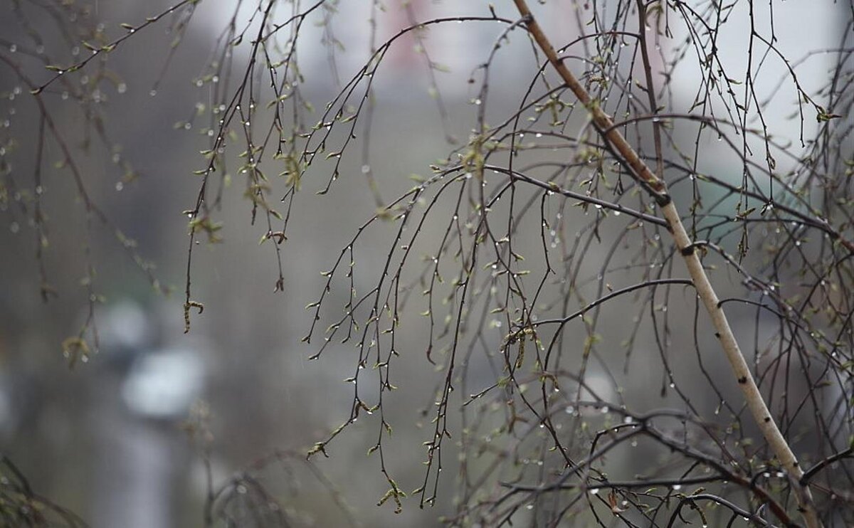 Фото — tumentoday.ru