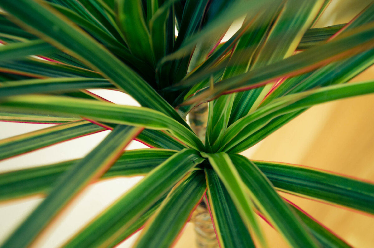 Драцена (источник фото: https://clck.ru/Ue6re)