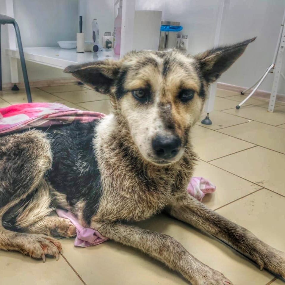 Приют для бездомных животных Омские хвостики