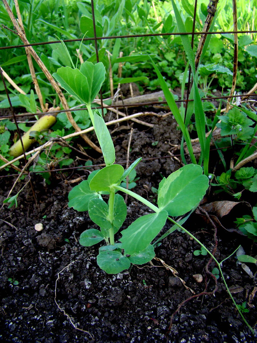 Горошек, посаженный в вскопанный грунт. Фото автора.