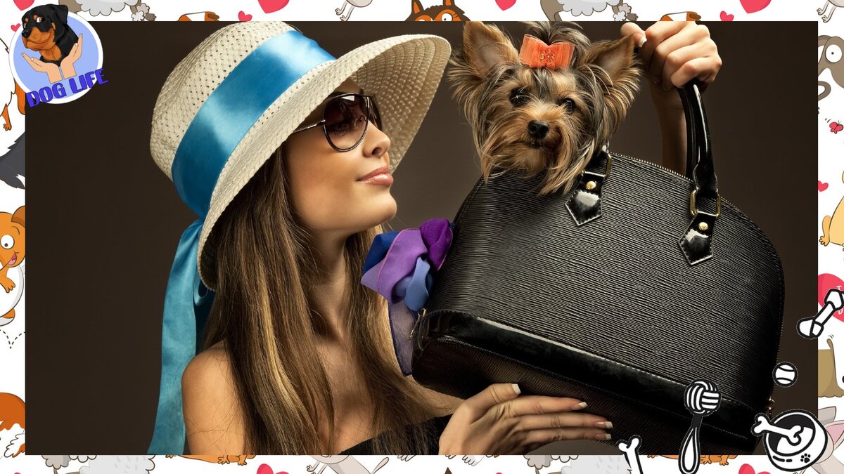 Подпишитесь, чтобы не пропустить интересное и полезное про собак!