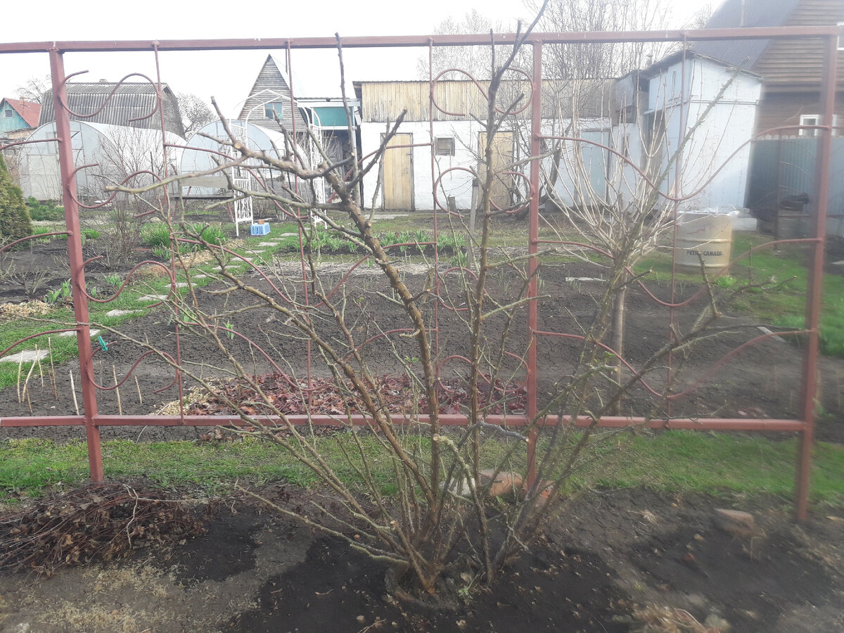 Повторноцветущий клаймбер Jasmina после формирующей обрезки, 8 лет