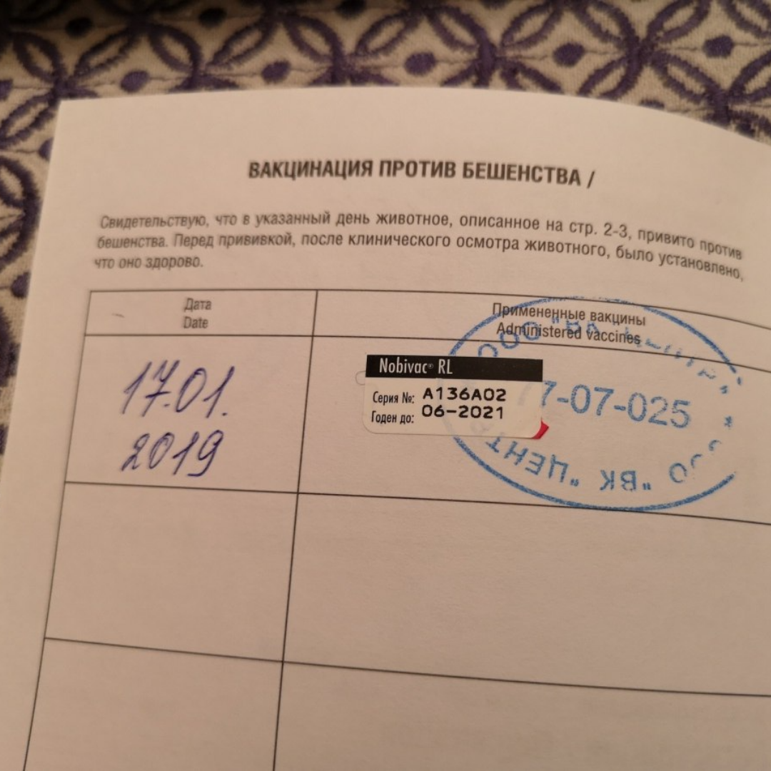 Всё, что нужно знать о прививках для собак: последствия, даты, бренды, мифы  | Манго Страхование | Дзен