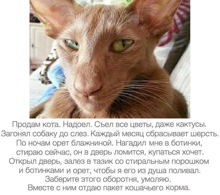 Отдам кота. Продается кот прикол. Продаётся кот дурак. Отдам кота дурака. Продам кота.