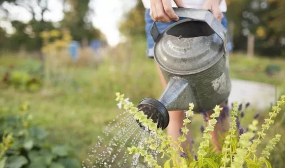 5 ошибок, которые вы можете совершать при поливе сада