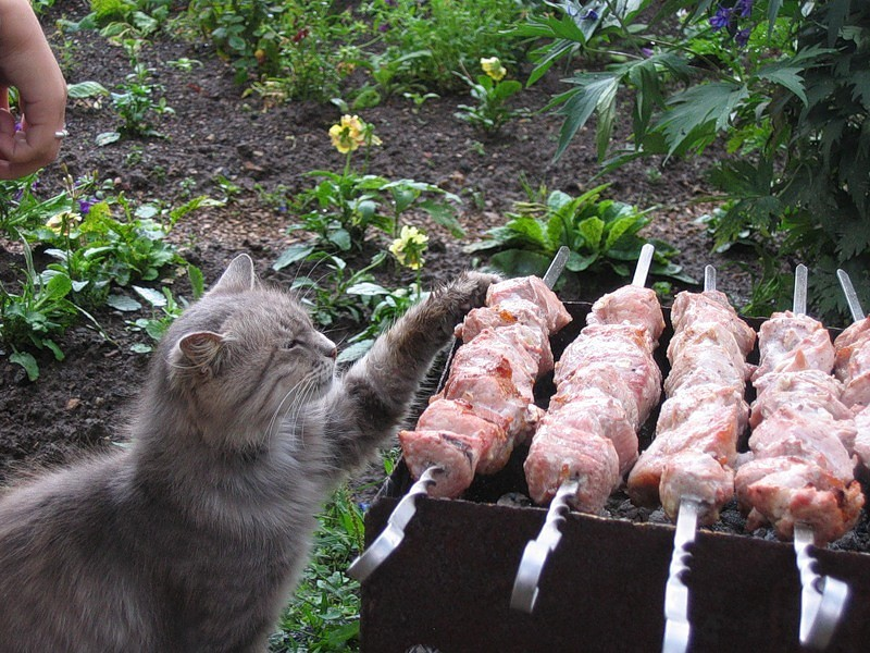 Шашлыки на даче. Шашлыки на даче. Смешной шашлык. Анекдот про шашлык. Открытка с шашлыком.