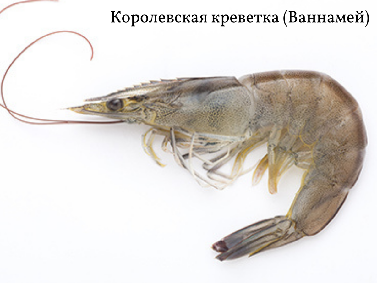 Сырая королевская креветка (для дальнейшего просмотра листайте вправо)