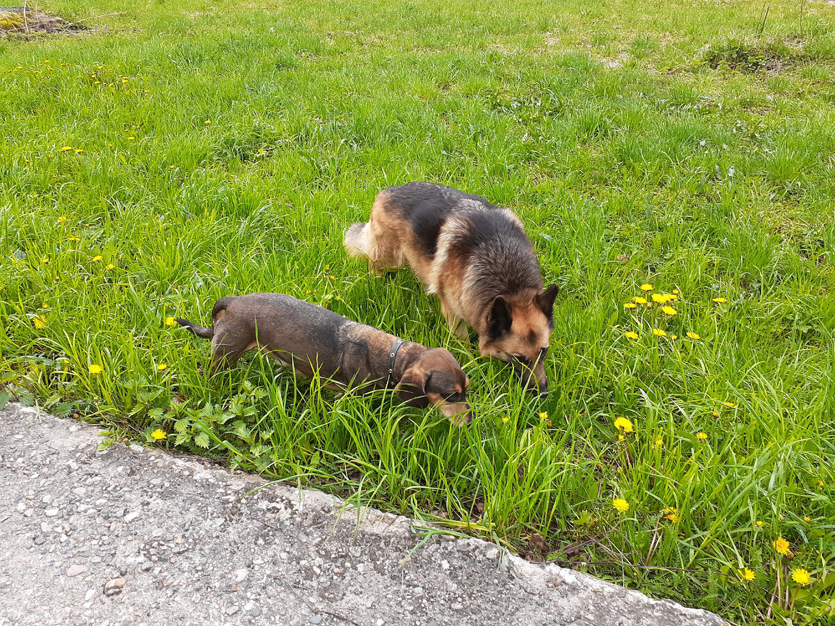 Такс Макс и Кира