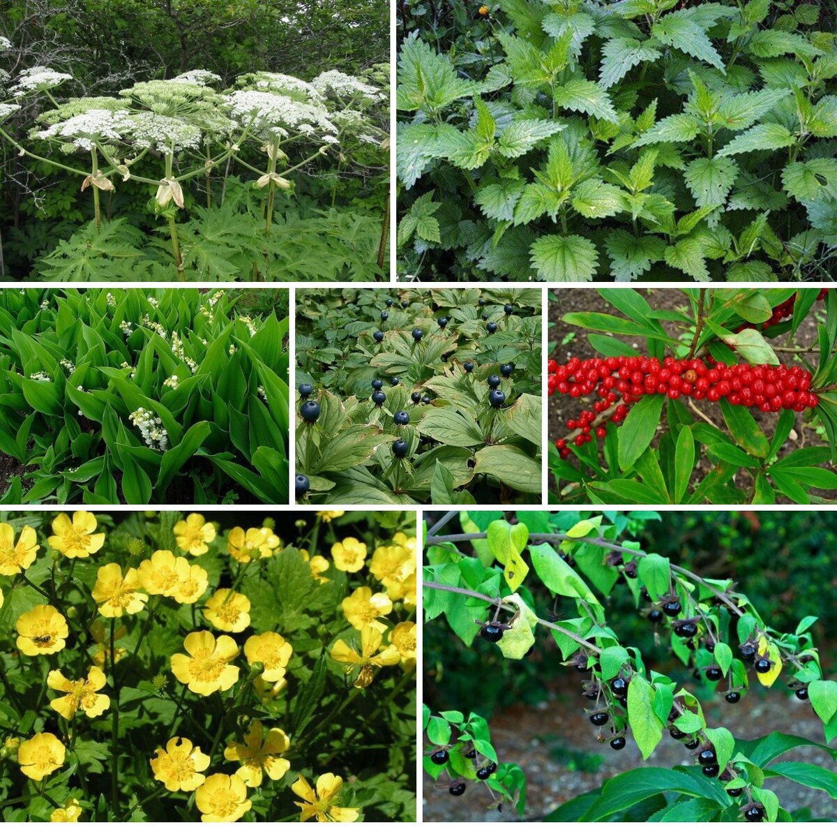 фото из открытых источников 