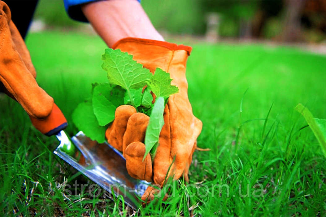 яндекс картинка