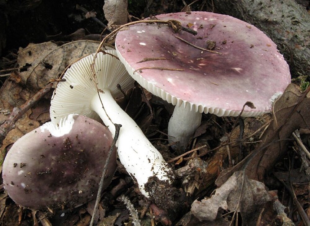 Сыроежка съедобная. Сыроежка ломкая гриб. Russula fragilis. Сыроежка ломкая. Сыроежка лиловая съедобная.