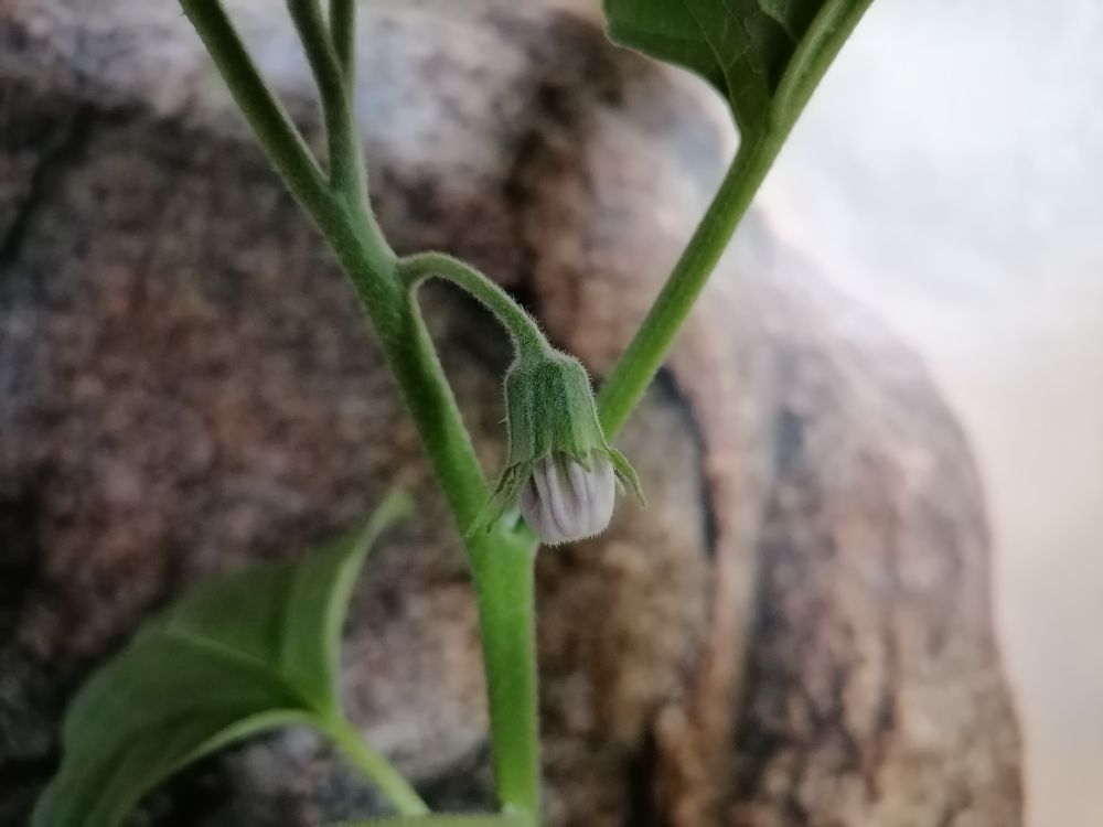 Баклажан Зелененький набрал цвет в начале мая, в возрасте 49 дней