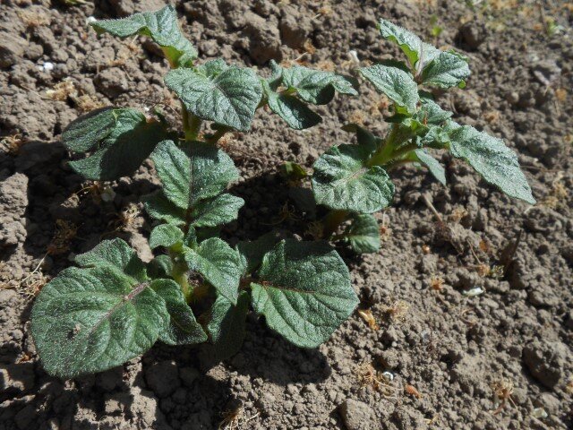 первые всходы картофеля (Фото используется по стандартной лицензии ovoshgryadka.ru)