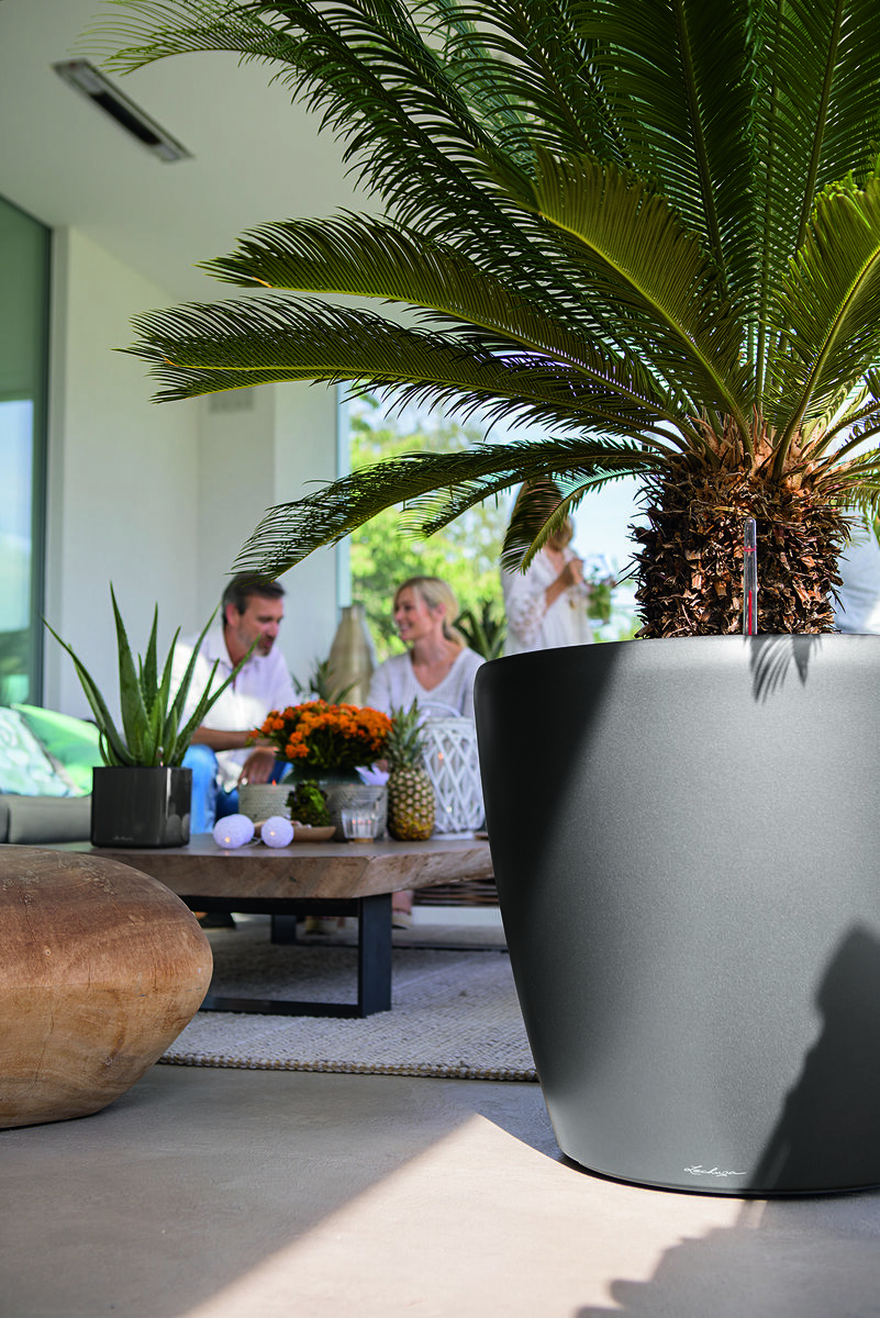 Финик в "умном" кашпо LECHUZA