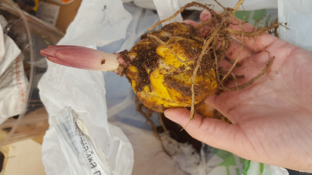 Такие "весенние" луковицы хорошо хранятся в холодильнике и отлично цветут