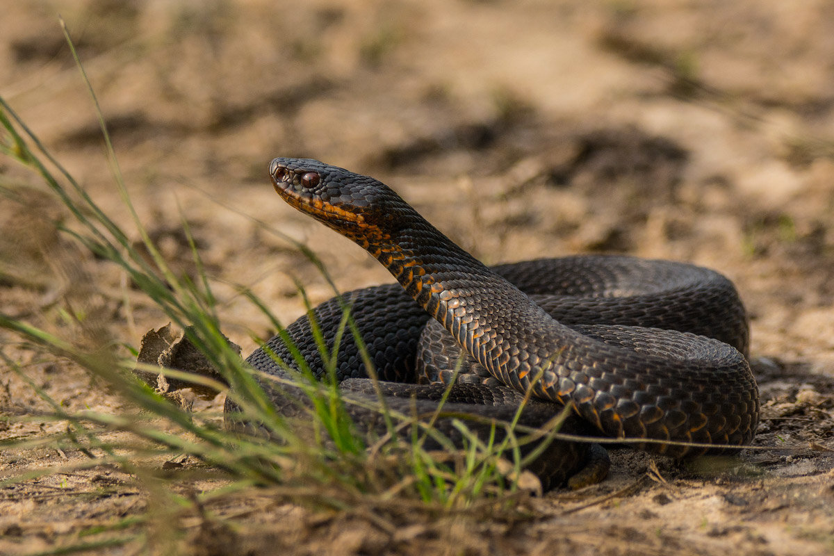 Какие змеи водятся в курганской области фото с названиями