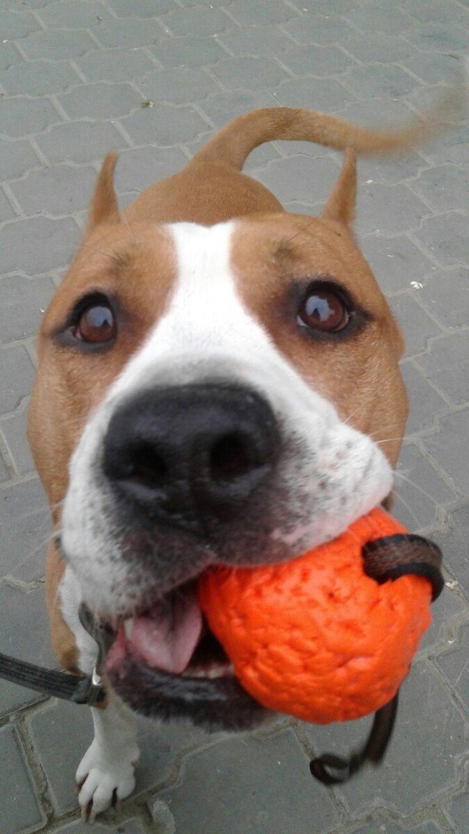 Пёс, который хотел играть всегда!