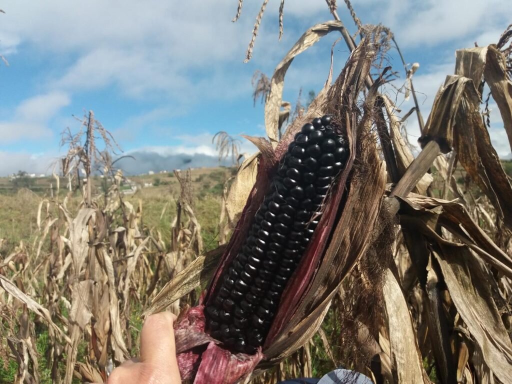 Черная кукуруза початок.