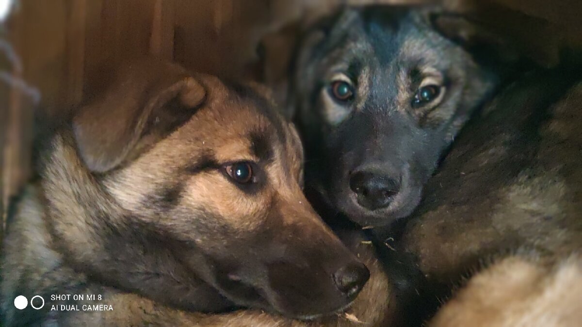 Лада и Юми - они верят в наши силы и думают, что мы можем и умеем все