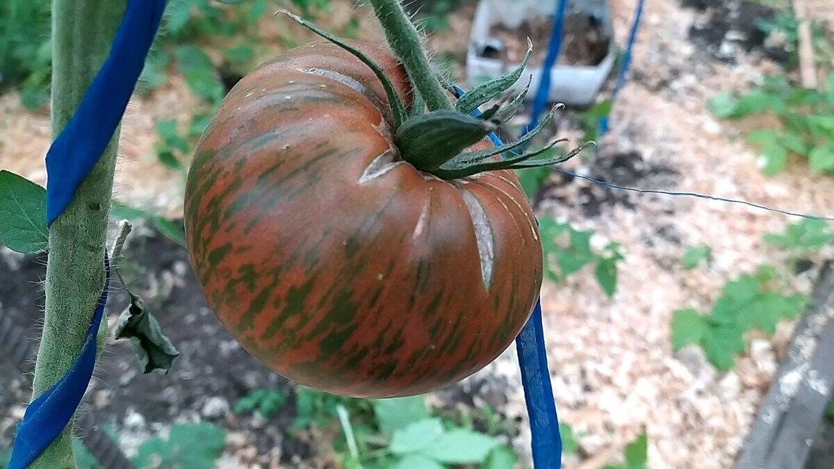 Для выращивания на подоконнике мне этот овощ подойдет, потому что для этого нужен большой горшок. Еще одно преимущество томатов в том, что они достаточно морозостойкие.