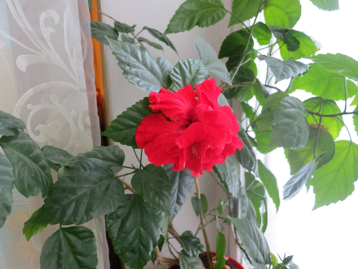 Мой красавец