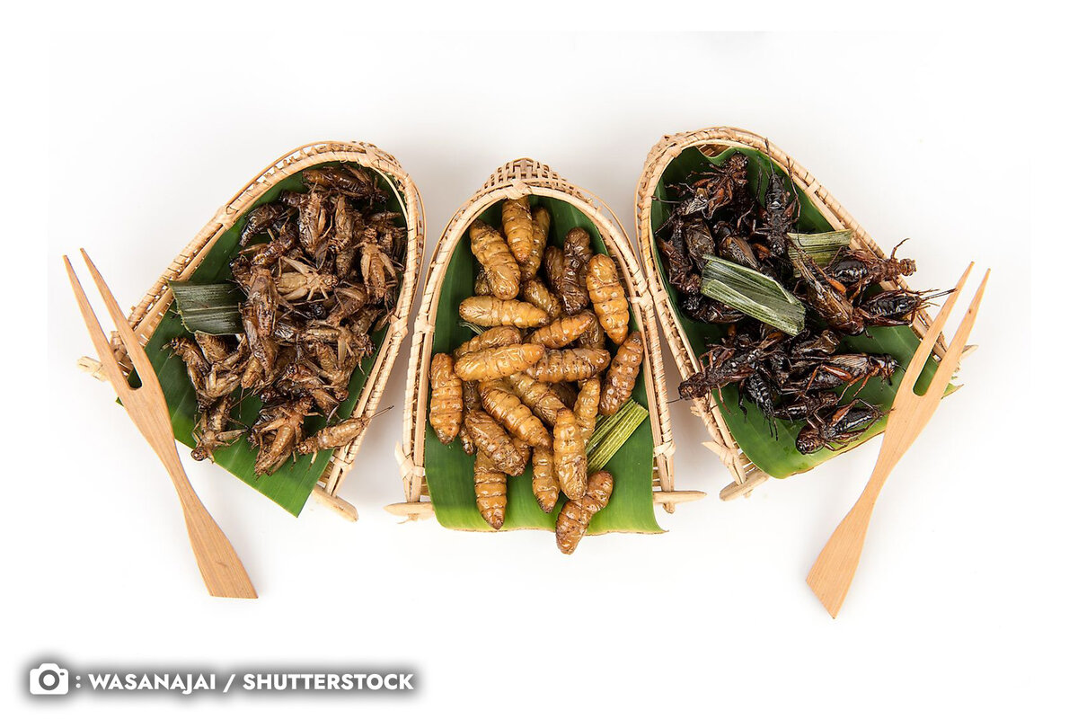 В странах Азии съедобные насекомые не являются чем-то из ряда вон выходящим