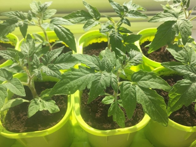 рассада томатов
