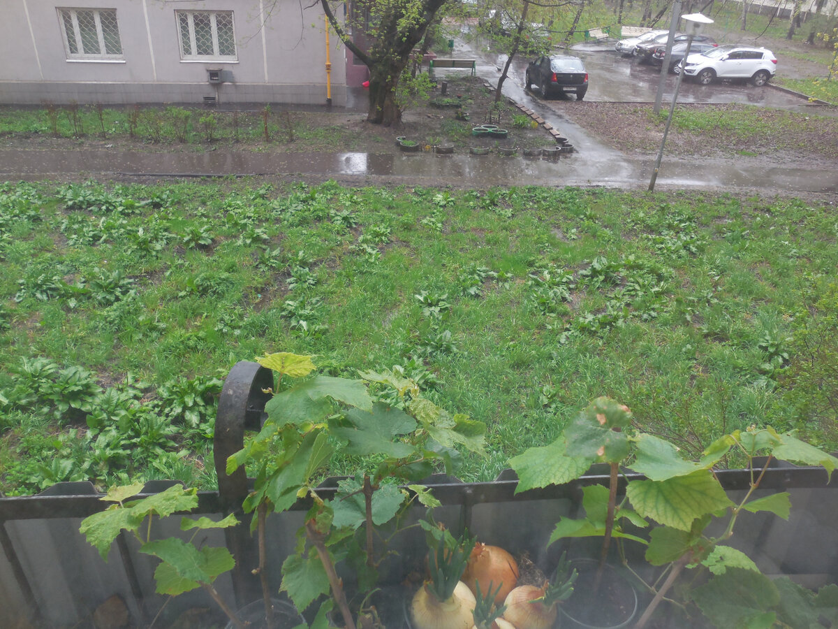 Дождь. Проливной. То ли в конце вынужденной самоизоляции, то ли чуть позже