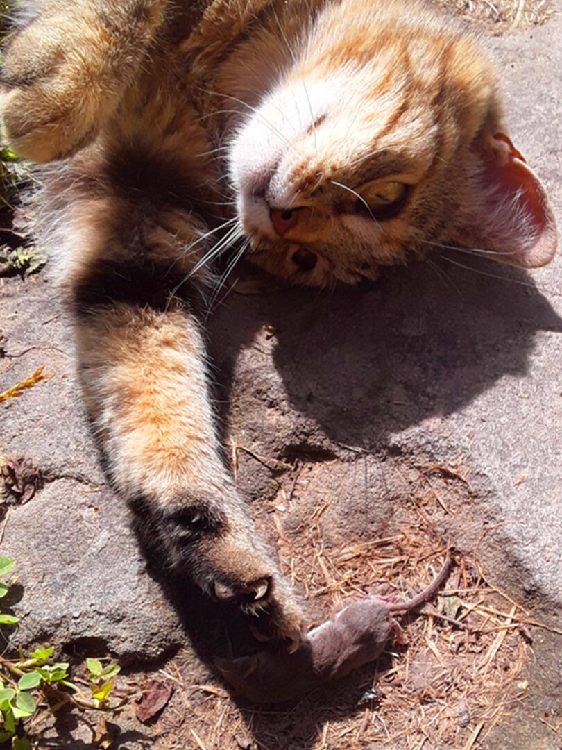 Поймала землеройку