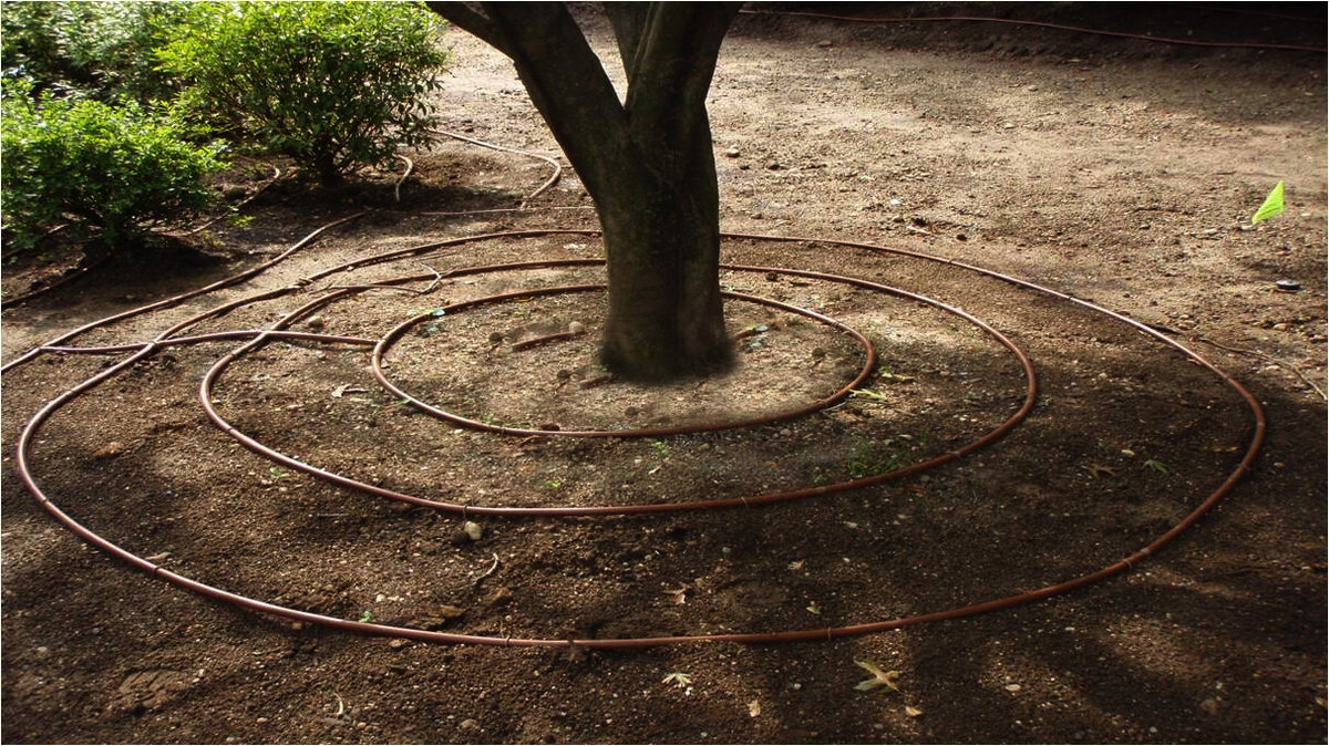 Сейчас, когда лето в самом разгаре, правильный полив деревьев - один из лучших способов сохранить их здоровье и избавить от стрессов. Так как постоянный полив является ключом к счастливым деревьям. Но знаете ли вы, что самая распространенная ошибка при поливе - это слишком много воды? Источник: https://clck.ru/UunCu