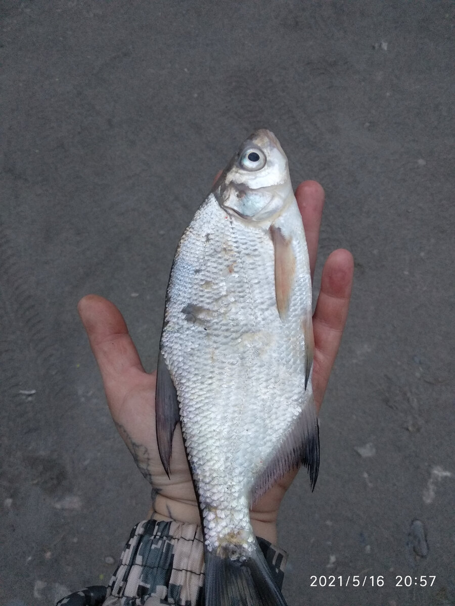 Добавьте описаниеПодлещик