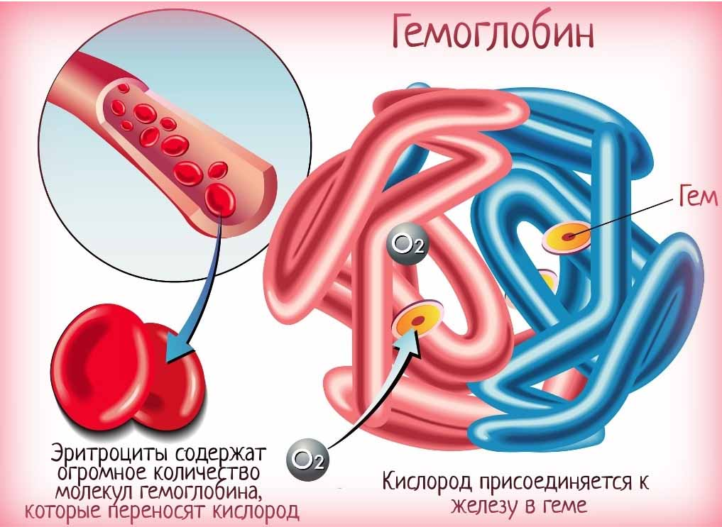 Эритроцит кислород. Гемоглобин. Гемоглобин рисунок. Железо в гемоглобине. Железо в молекуле гемоглобина.