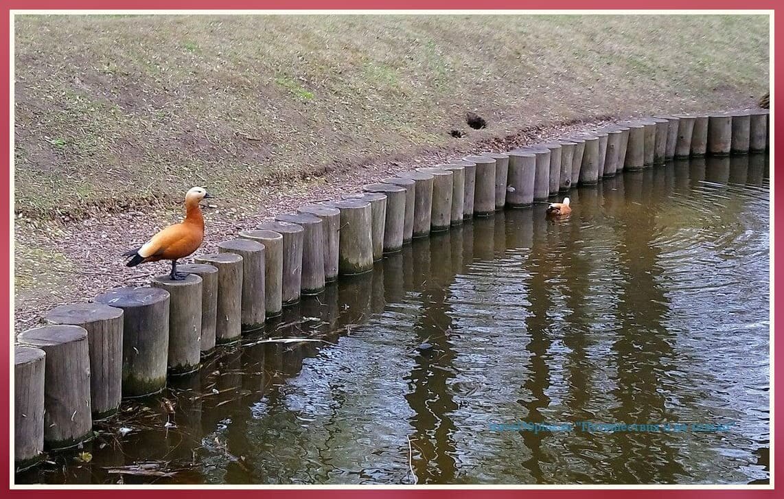 Пара мандаринок в парке Яуза.