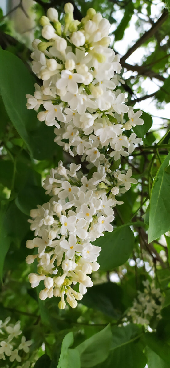 Белая сирень. Фото автора.