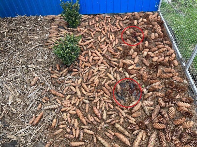 ВЫДЕЛЕНА КРУГОМ АСТИЛЬБА.