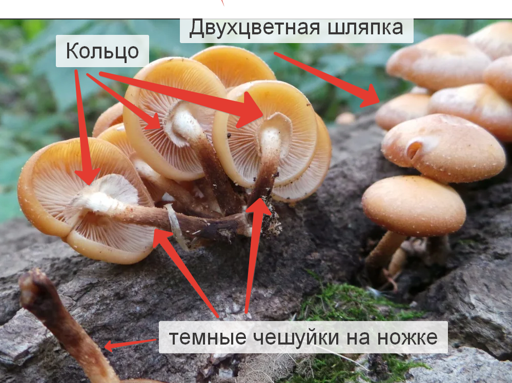 Как отличить съедобные опята от ложных? Сезон грибов стартовал