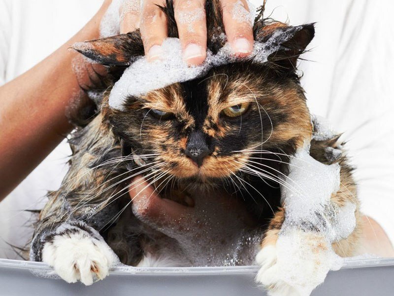 Мытая кошка